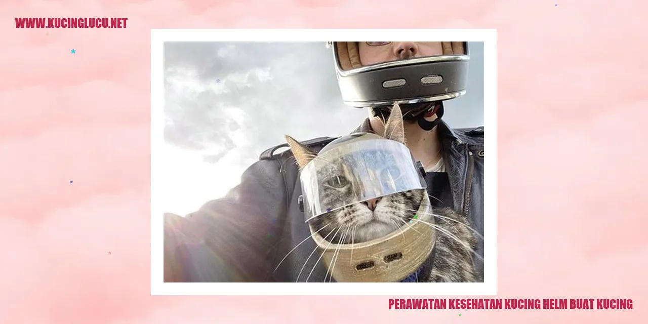 Perawatan Kesehatan Kucing dengan Memakai Helm
