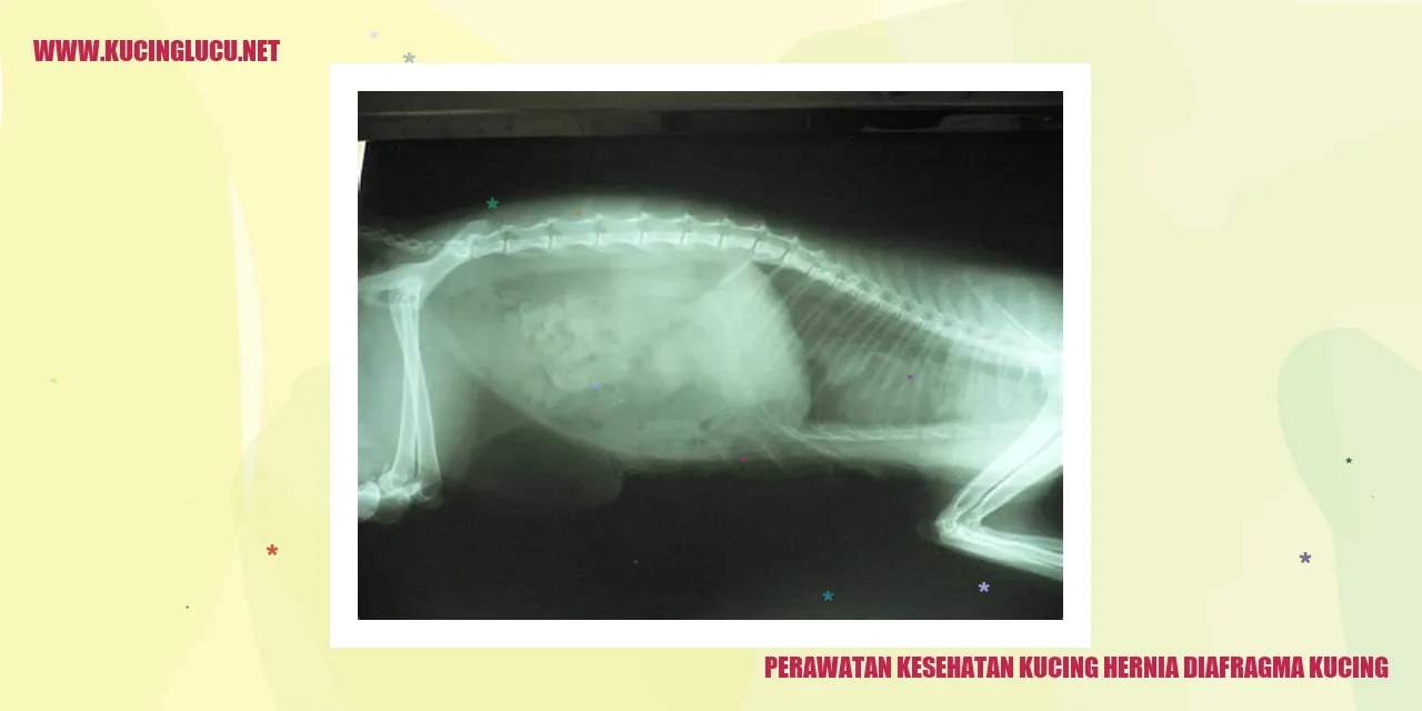 Gambar kucing yang sedang diperiksa oleh dokter hewan