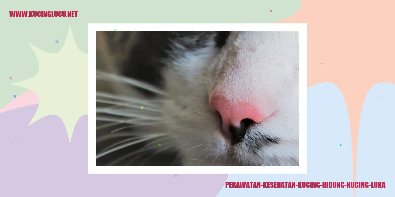 Perawatan Kesehatan Kucing hidung kucing luka