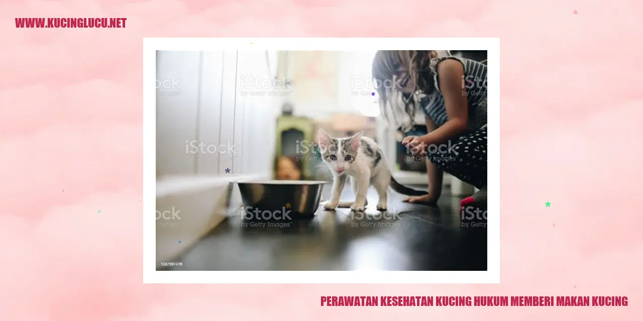 Perawatan Kesehatan Kucing hukum memberi makan kucing