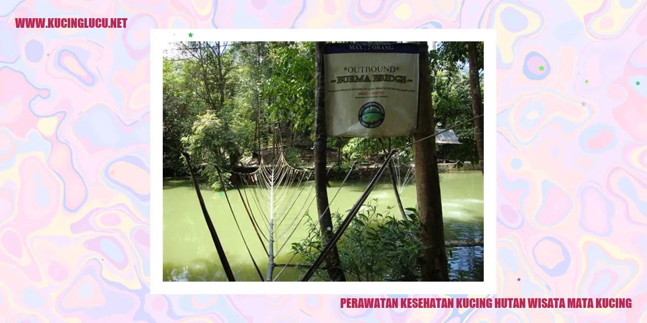 Perawatan Kesehatan Kucing Hutan Wisata Mata Kucing