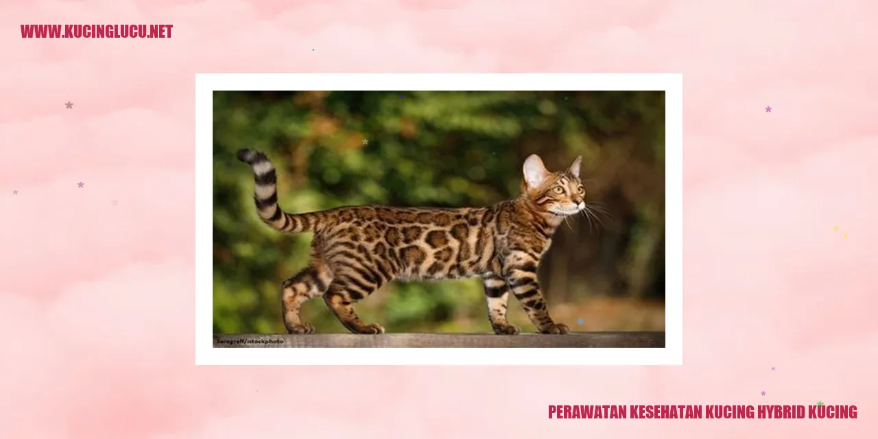 Perawatan Kesehatan Kucing Hybrid
