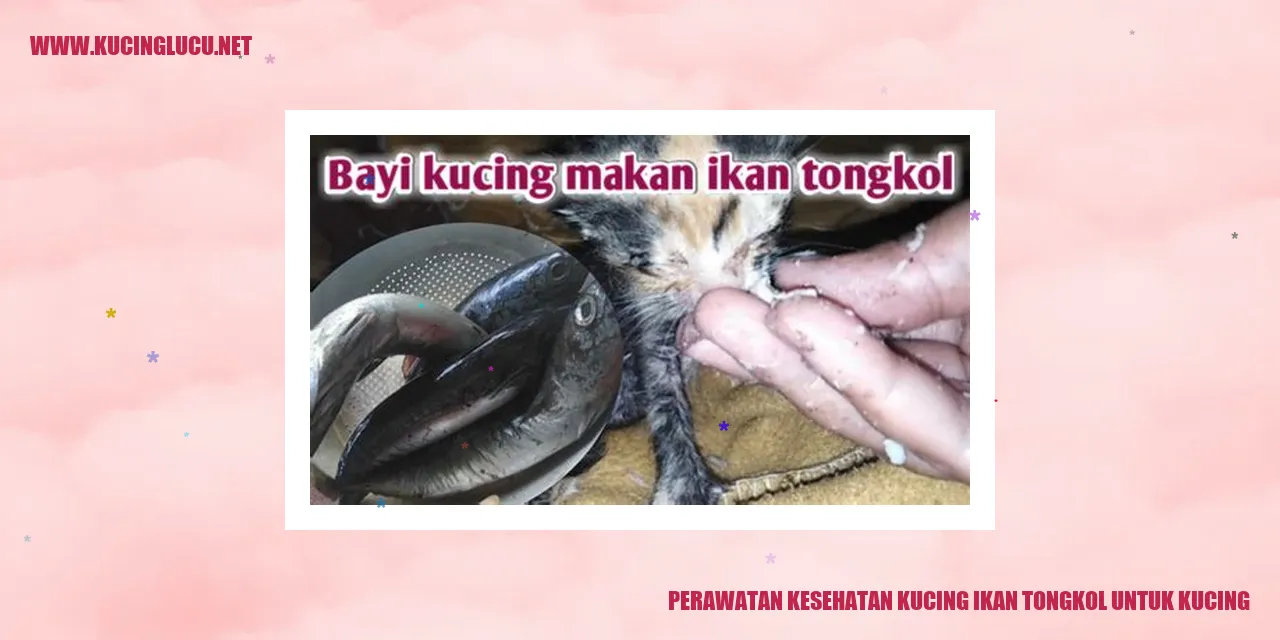 Perawatan Kesehatan Kucing ikan tongkol untuk kucing