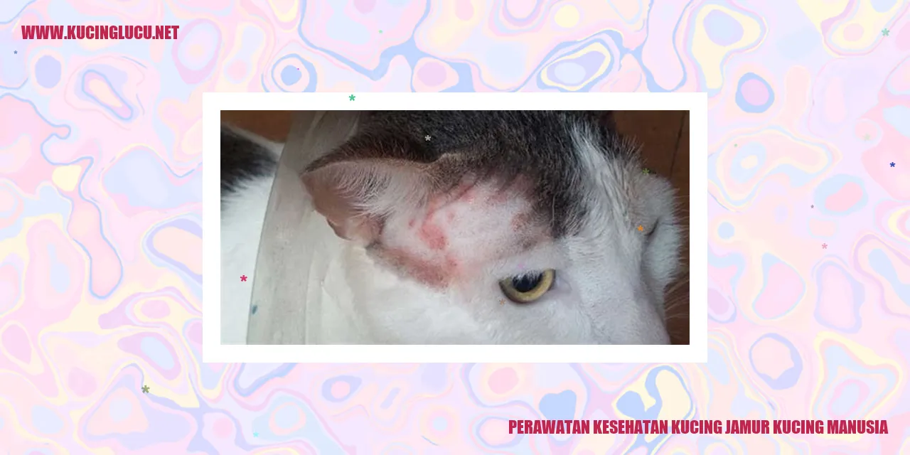 Gambar Kucing
