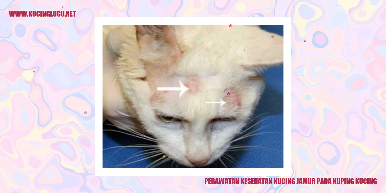 Perawatan Kesehatan Kucing jamur pada kuping kucing