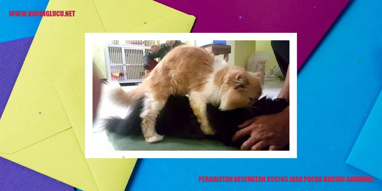 Perawatan Kesehatan Kucing