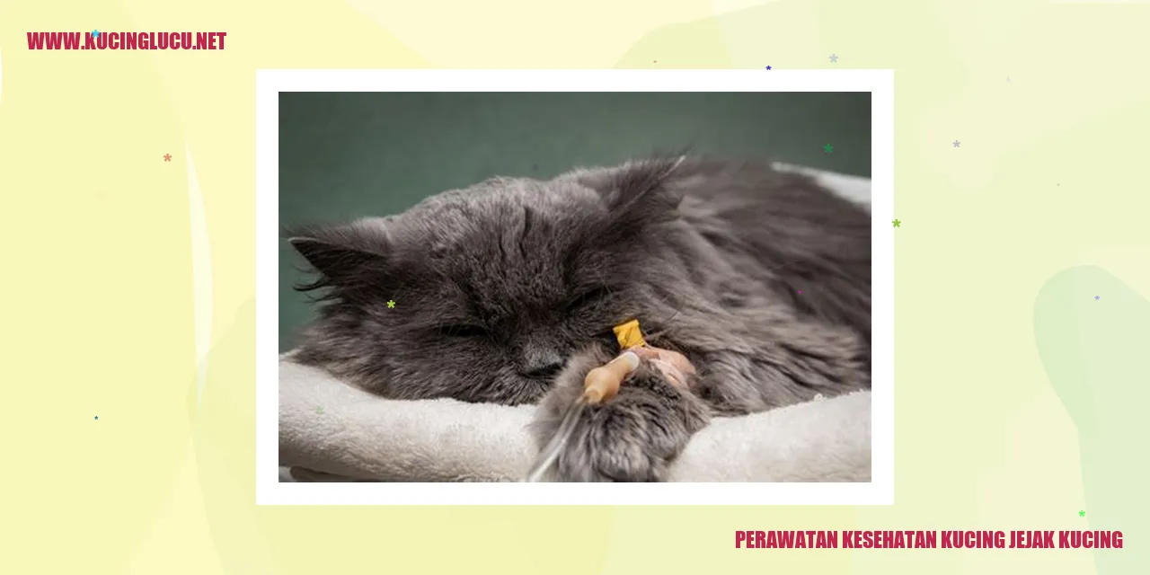Perawatan Kesehatan Kucing Jejak Kucing