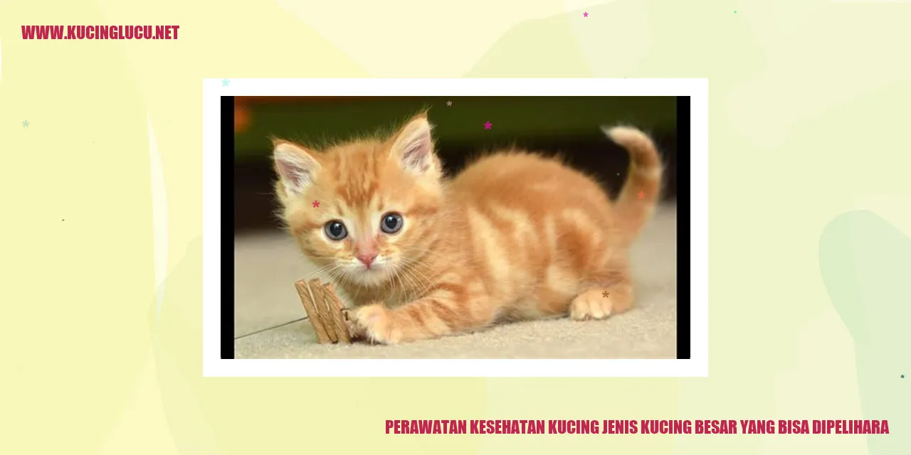 Perawatan Kesehatan Kucing Besar