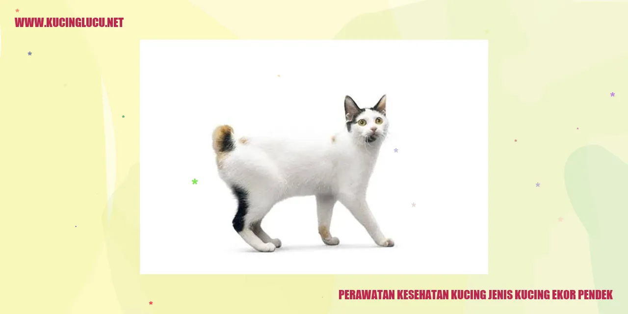 Gambar Kucing Ekor Pendek