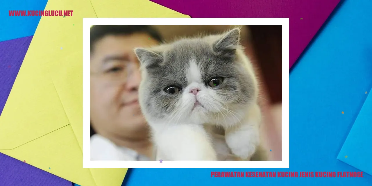Kucing dengan Hidung Datar