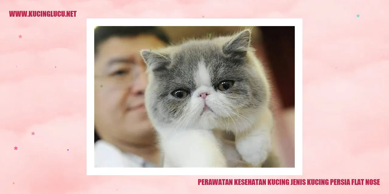 Perawatan Kesehatan Kucing Persia Flat Nose