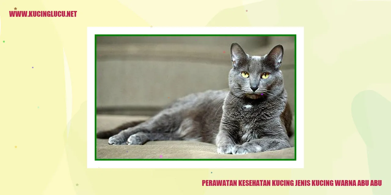 Perawatan Kesehatan Kucing Jenis Kucing Warna Abu Abu