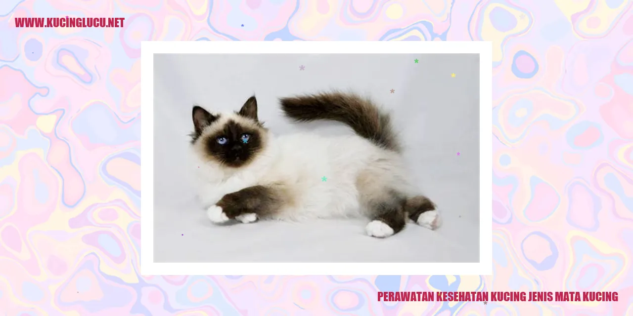 Kucing dengan mata cantik