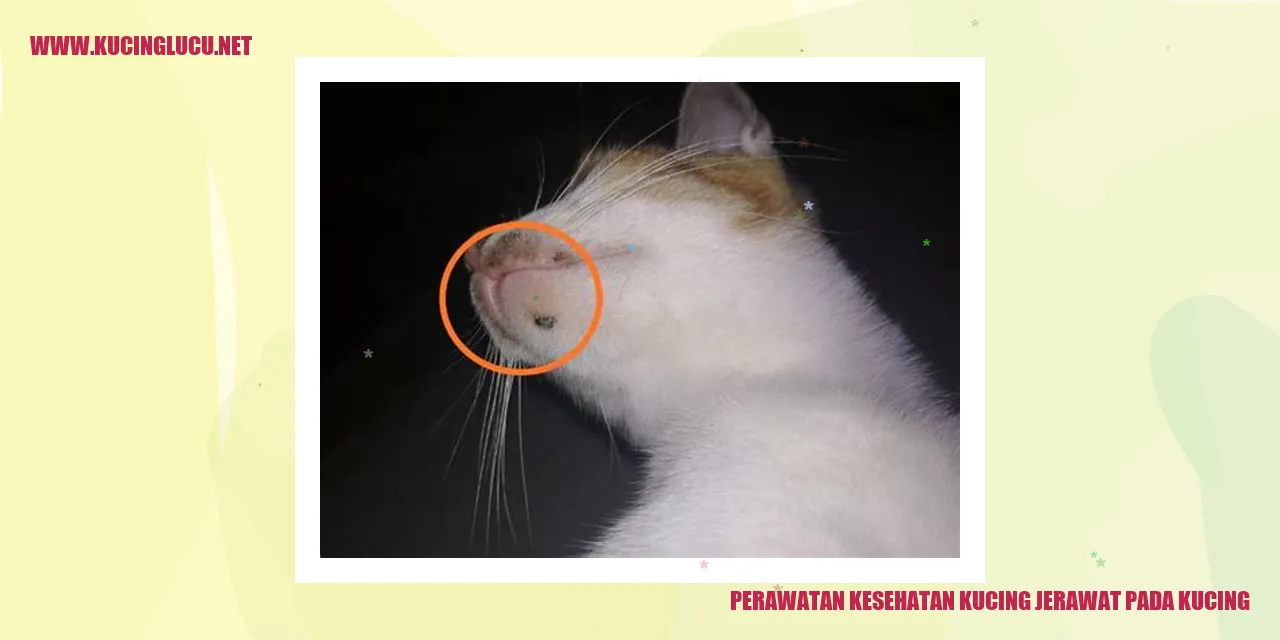Perawatan Kesehatan Kucing jerawat pada kucing