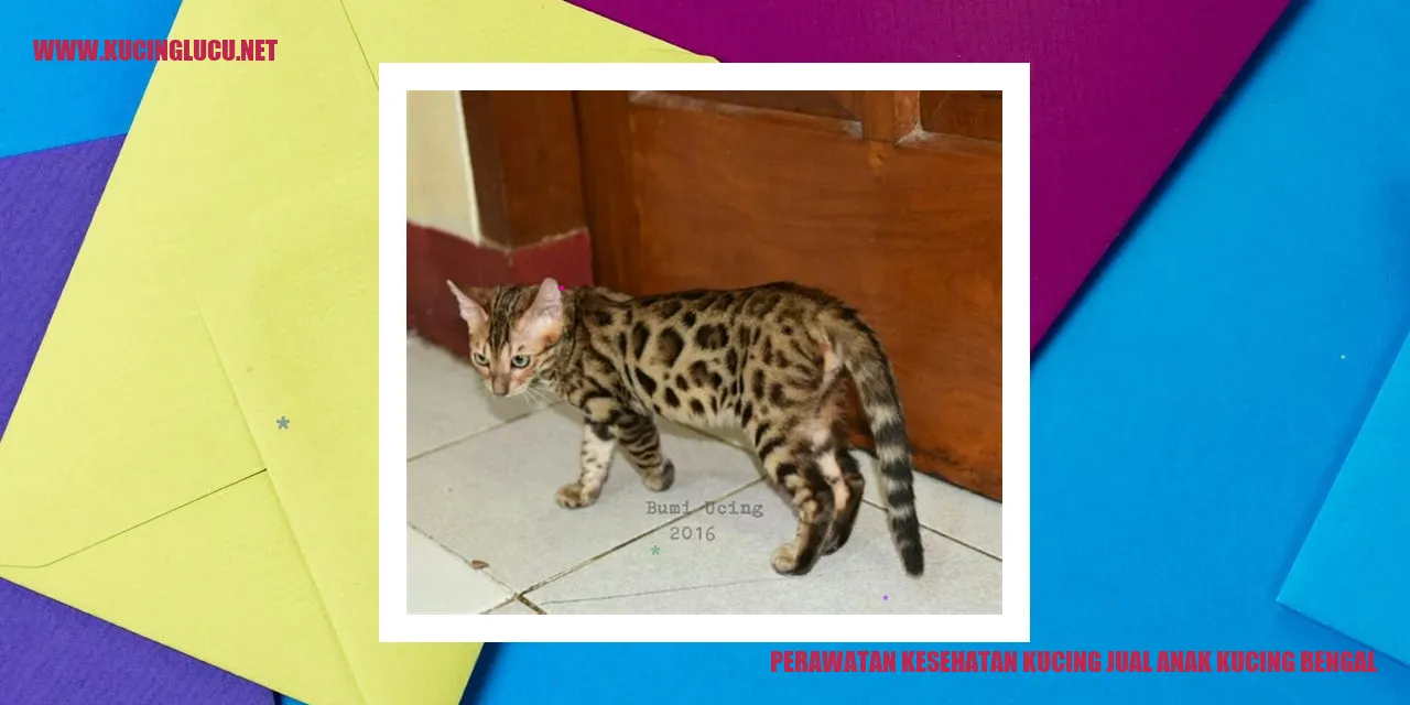 Perawatan Kesehatan Kucing Jual Anak Kucing Bengal