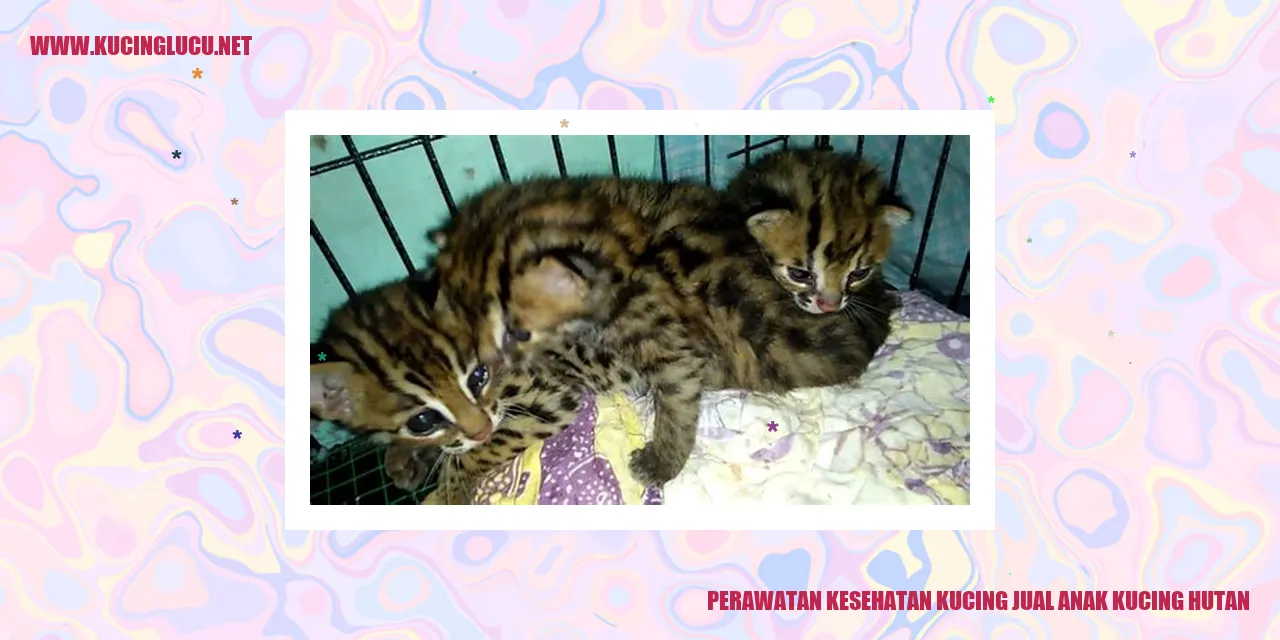 Perawatan Kesehatan Kucing