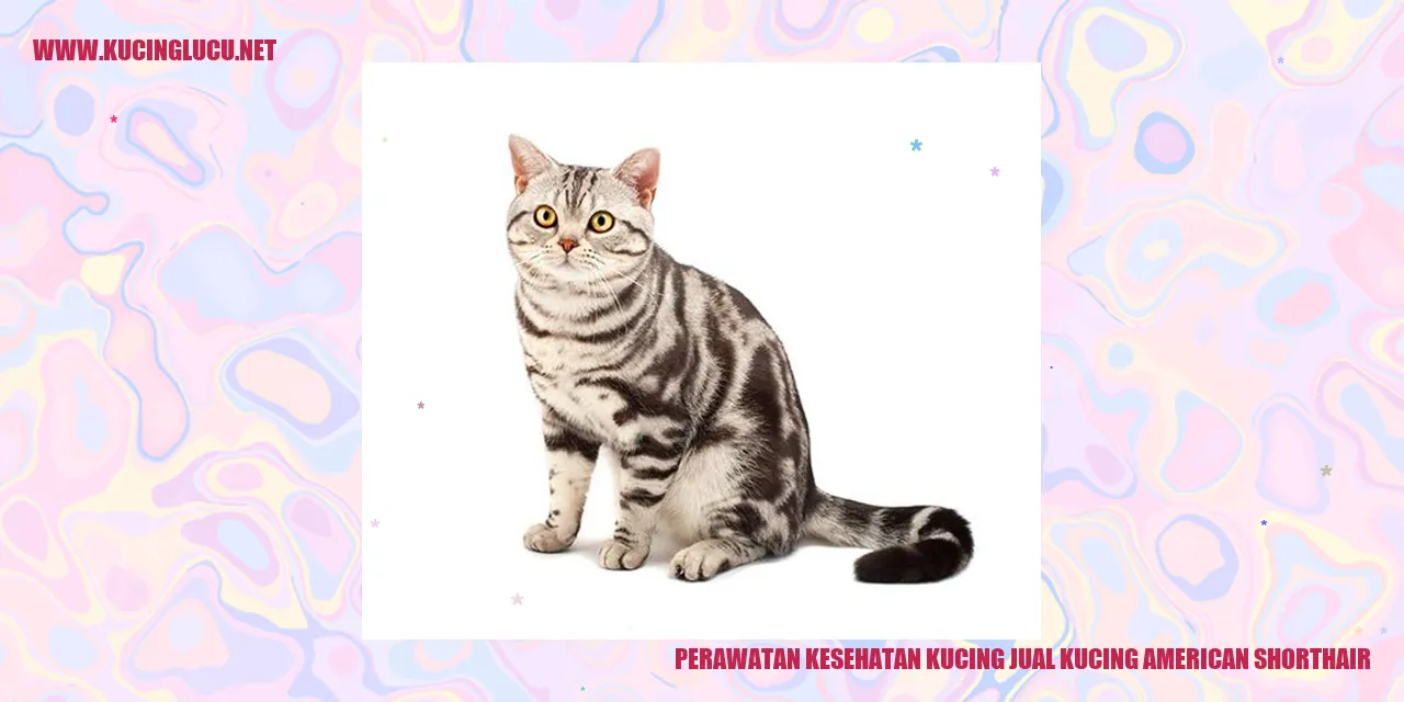 Kucing American Shorthair