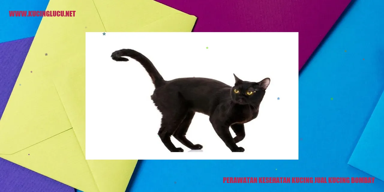 Perawatan Kesehatan Kucing jual kucing bombay