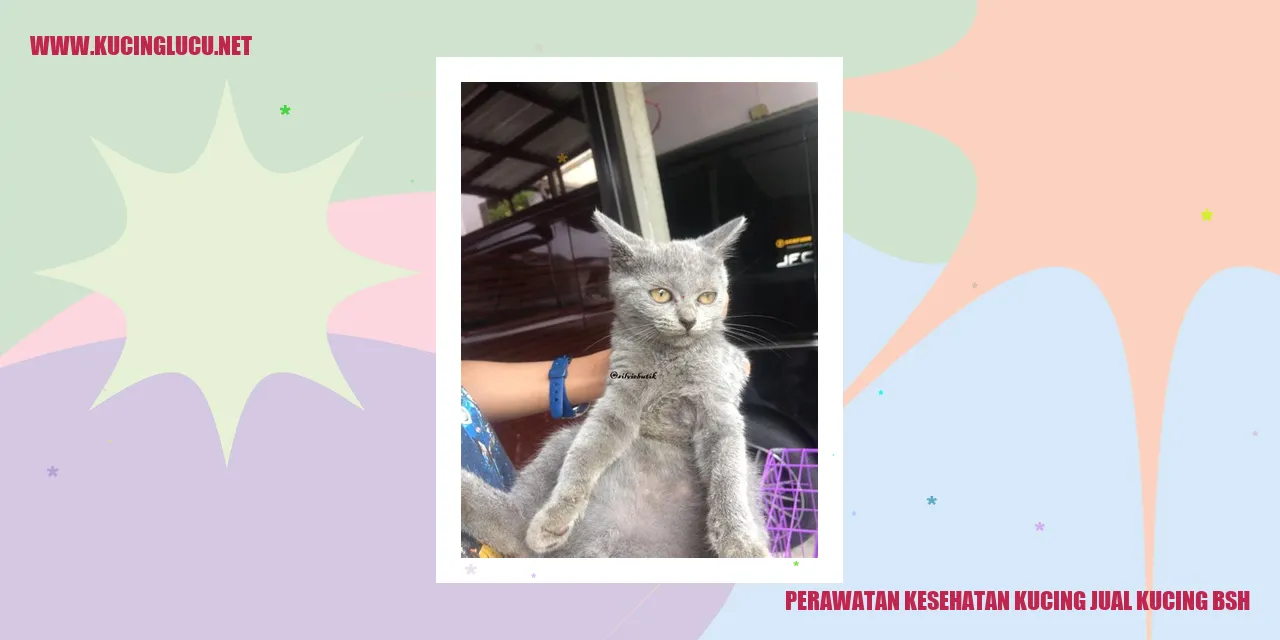 Perawatan Kesehatan Kucing jual kucing bsh