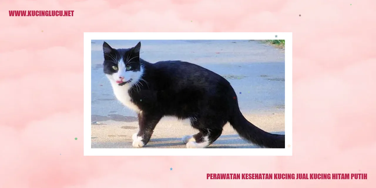 Gambar Kucing Hitam Putih