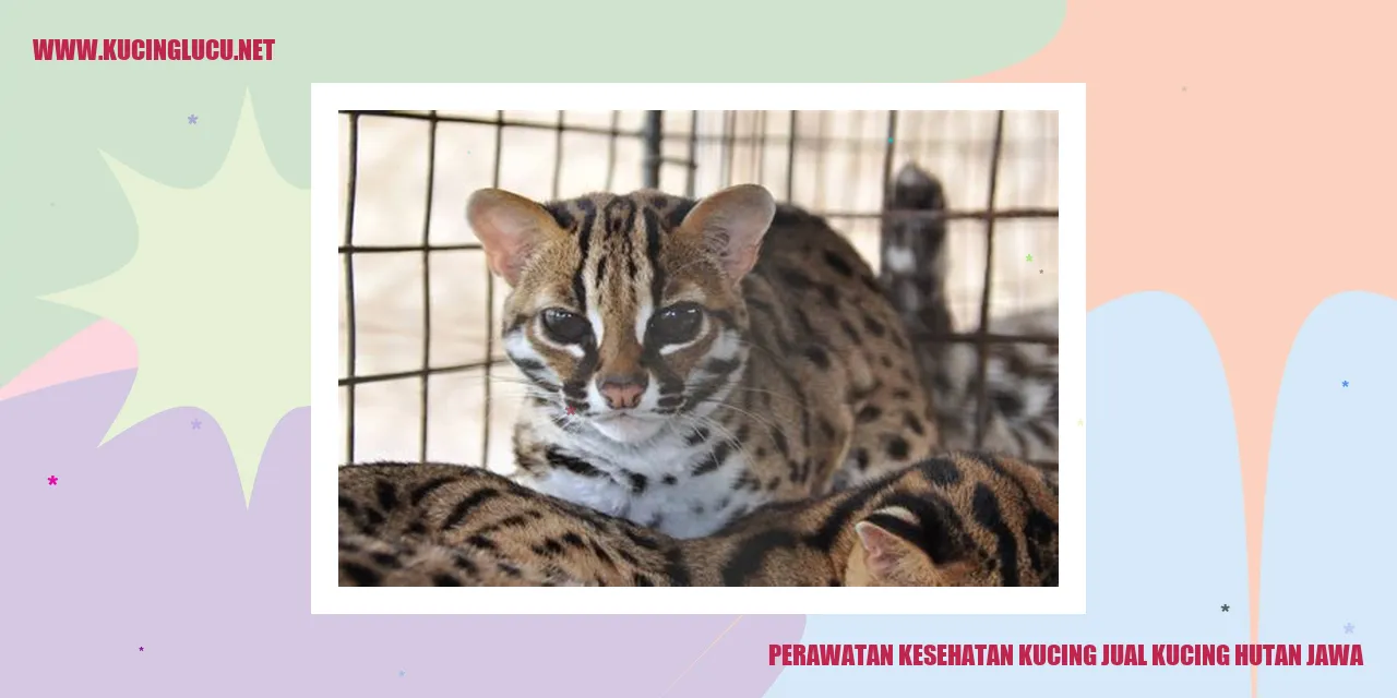 Kucing Jual Hutan Jawa