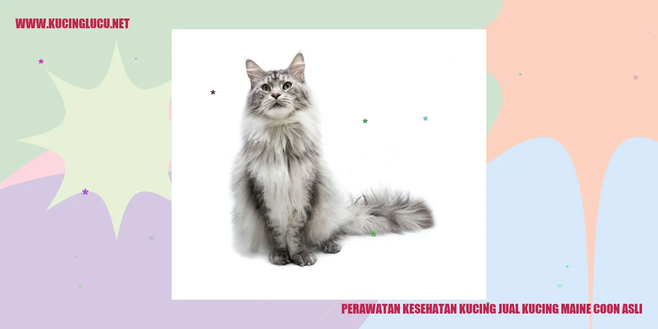 Perawatan Kesehatan Kucing Maine Coon Asli