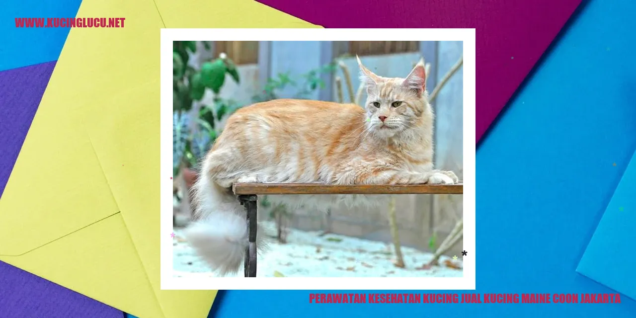Perawatan Kesehatan Kucing Maine Coon di Jakarta
