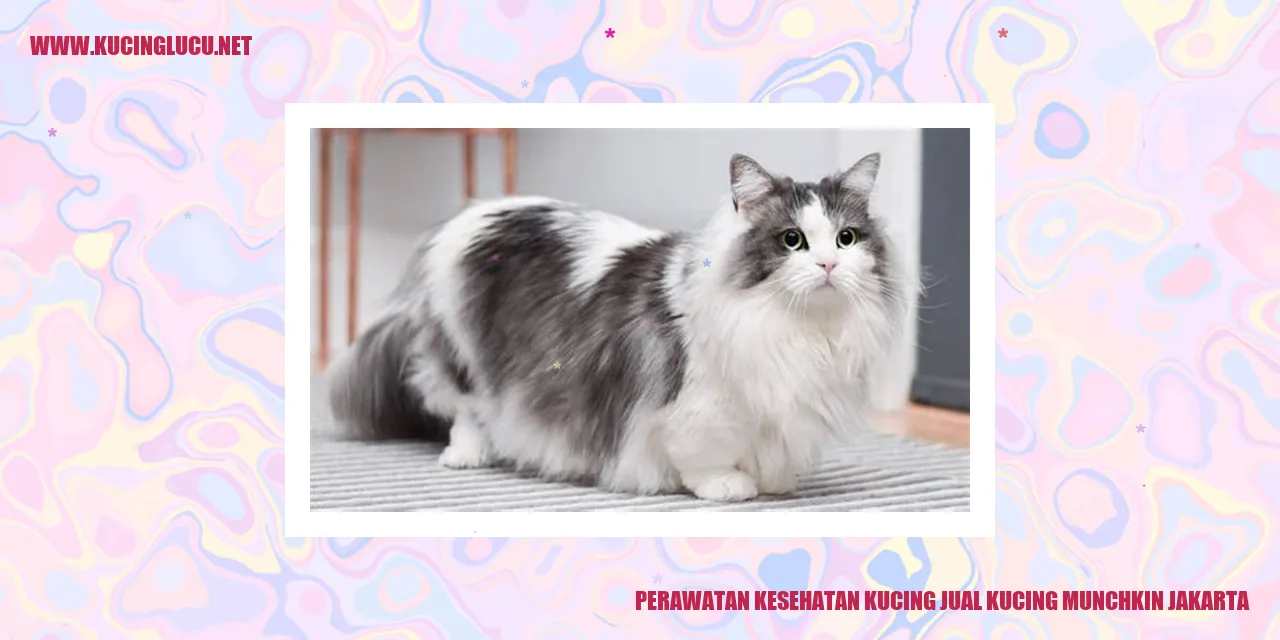 Perawatan Kesehatan Kucing Munchkin
