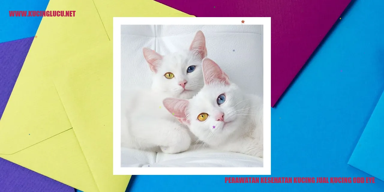 Gambar Kucing Odd Eye