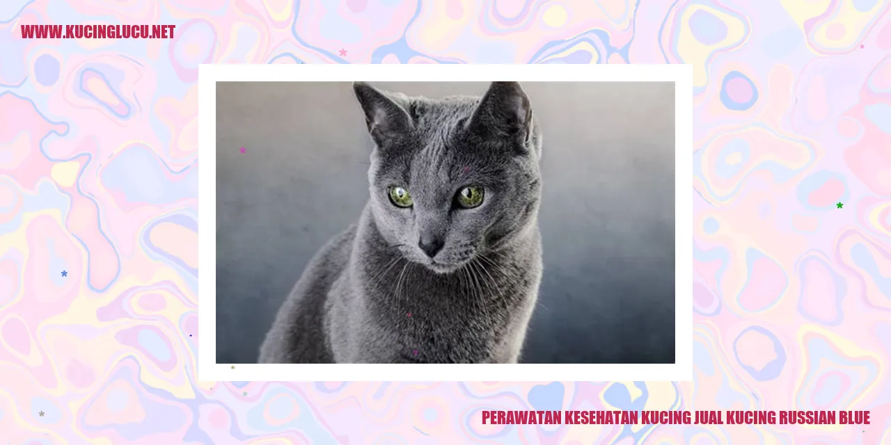 Kucing Russian Blue