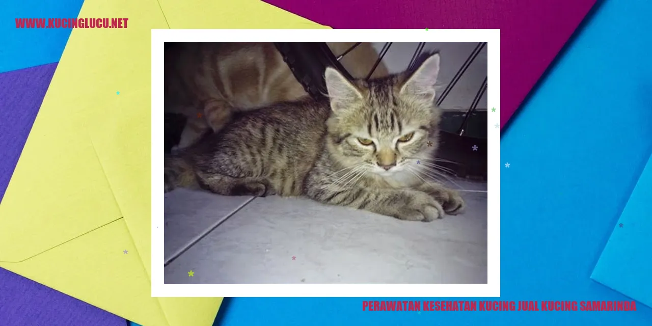 Perawatan Kesehatan Kucing