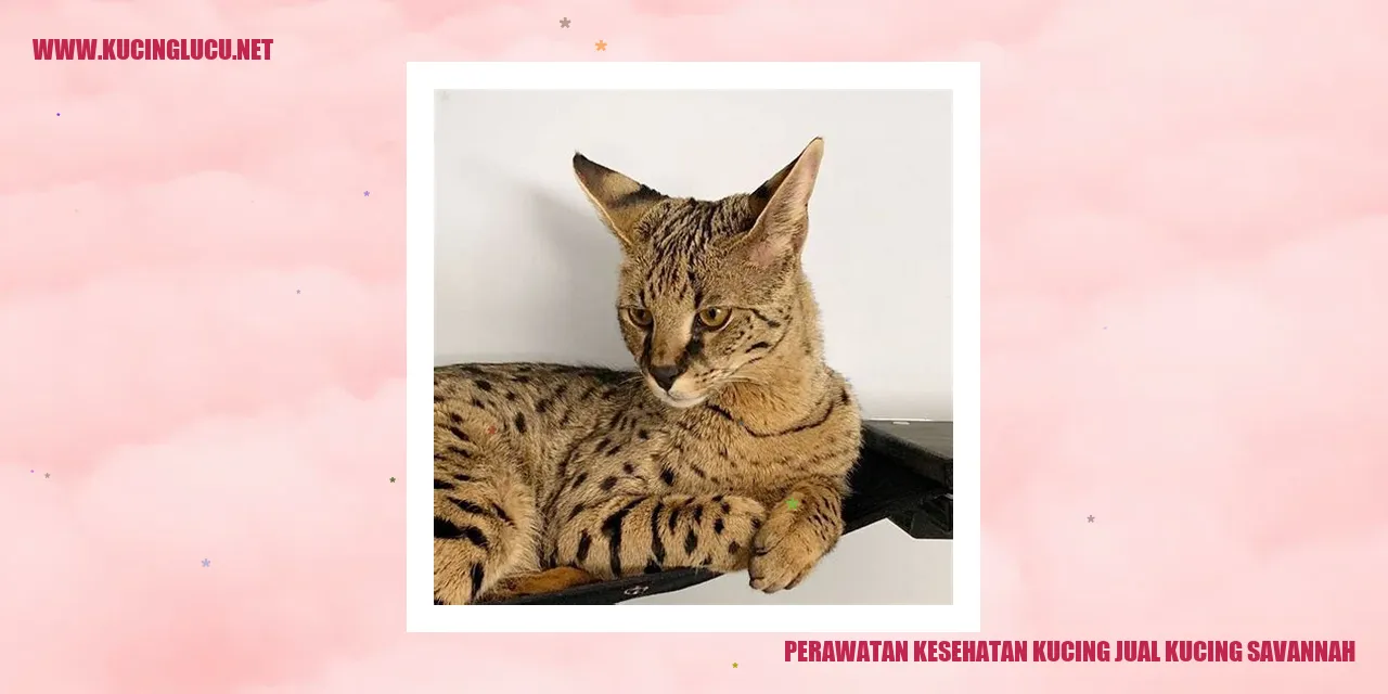 Perawatan Kesehatan Kucing