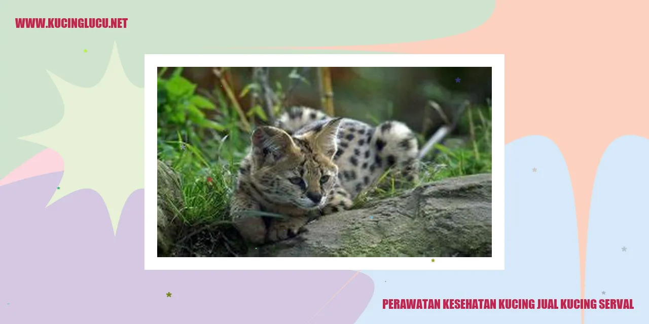Perawatan Kesehatan Kucing