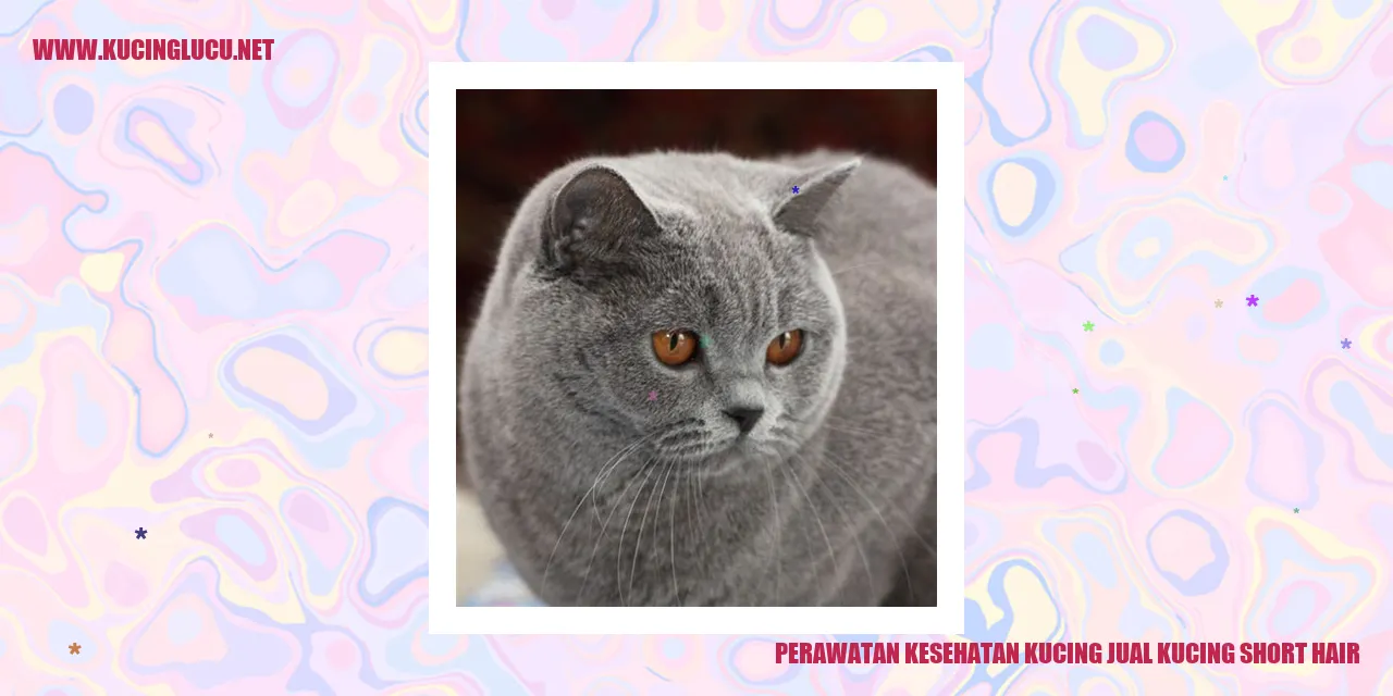 Kucing Short Hair