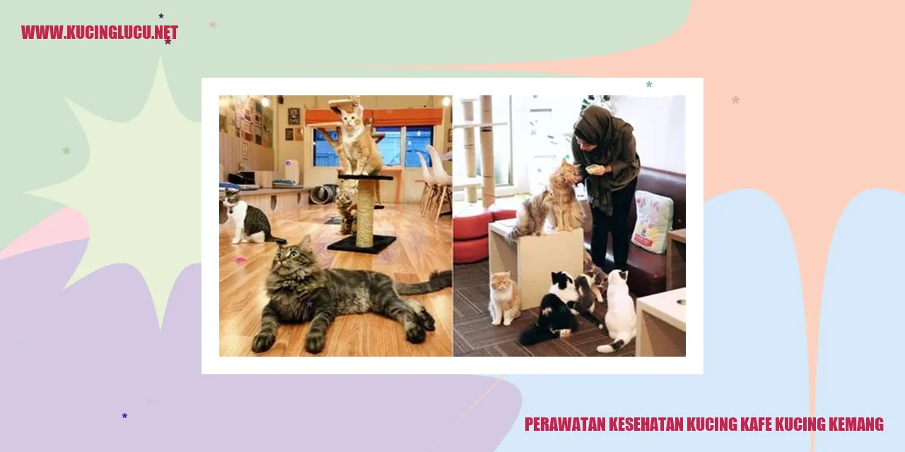 Kucing sehat di Kafe Kucing Kemang