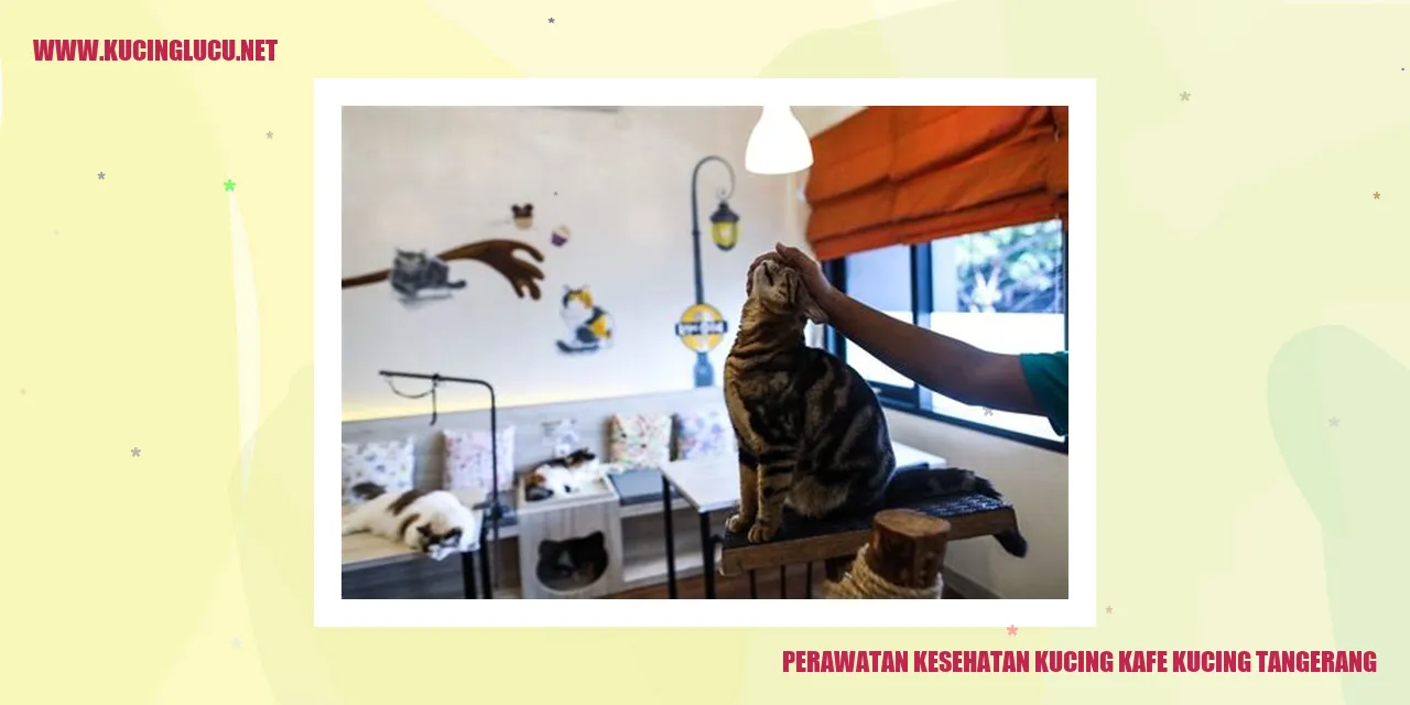 Perawatan Kesehatan Kucing Kafe Kucing Tangerang