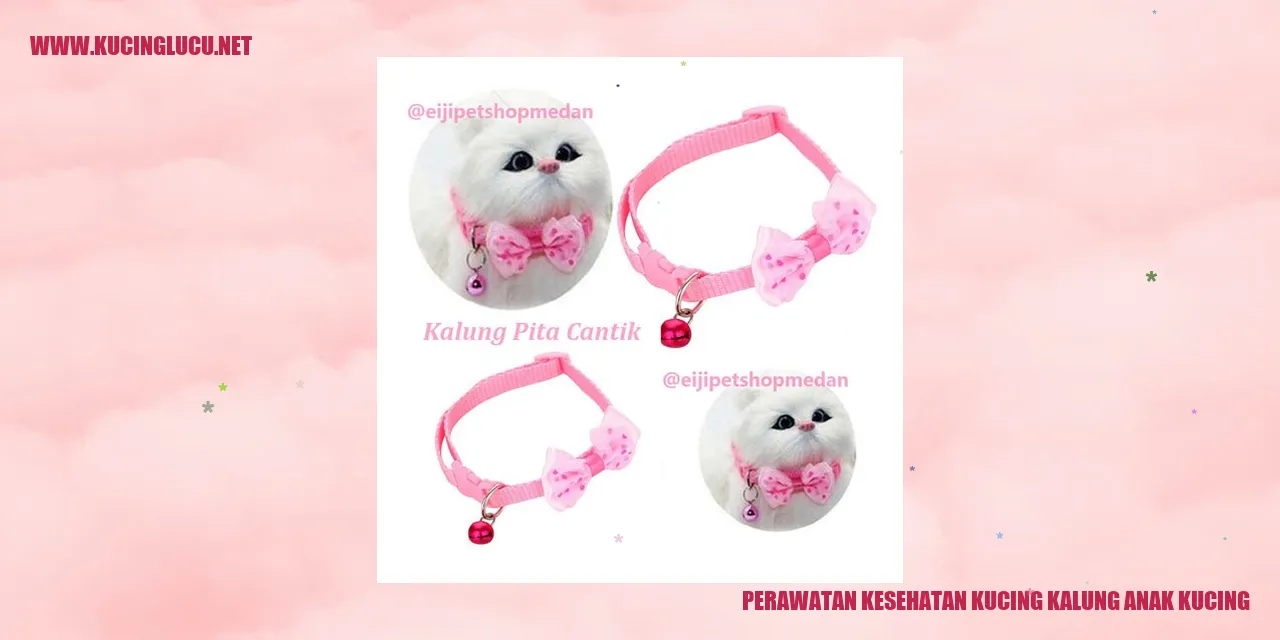 Kucing Kalung Anak Kucing