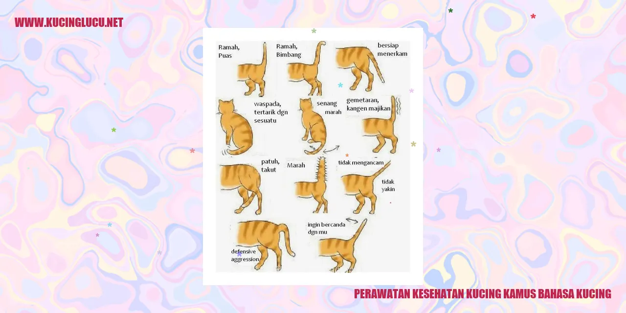 Gambar Kucing yang Sehat