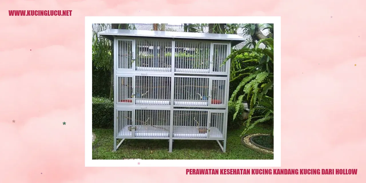 Perawatan Kesehatan Kucing Kandang dari Hollow