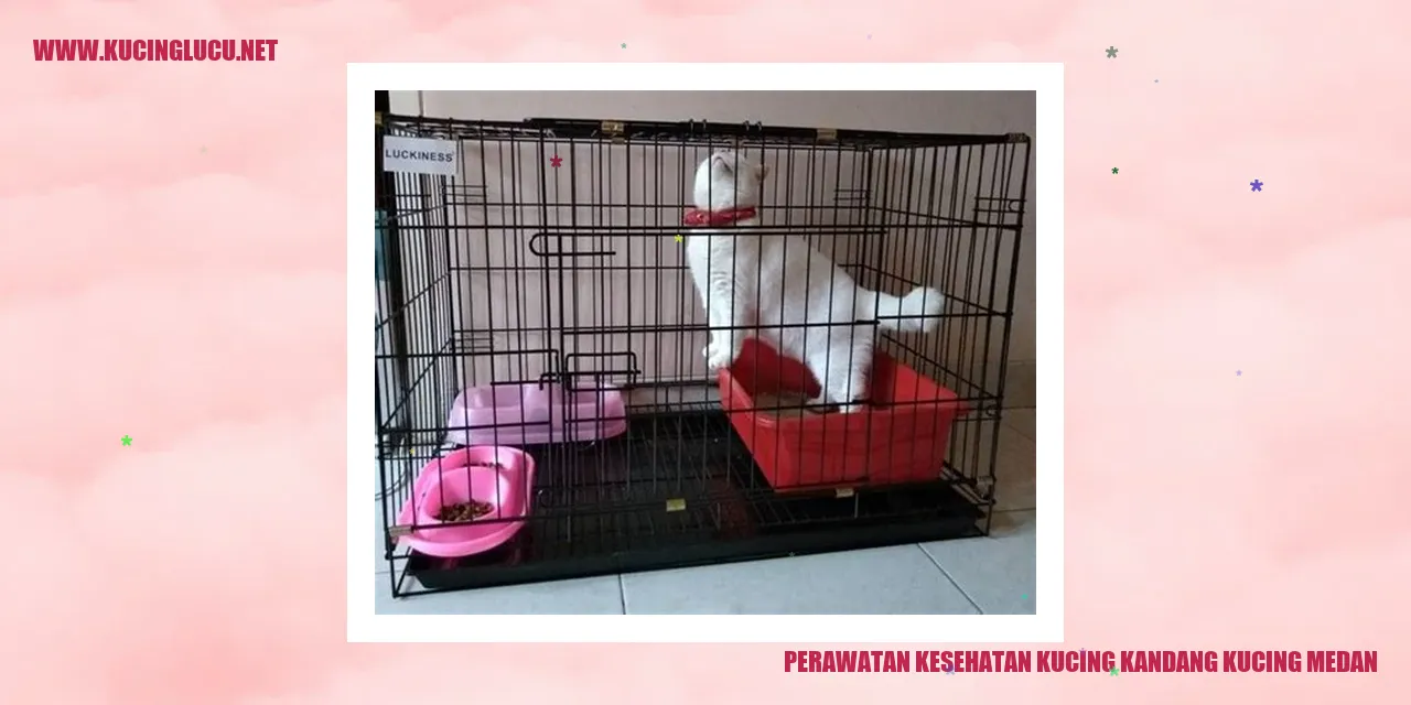 Perawatan Kesehatan Kucing Kandang di Medan