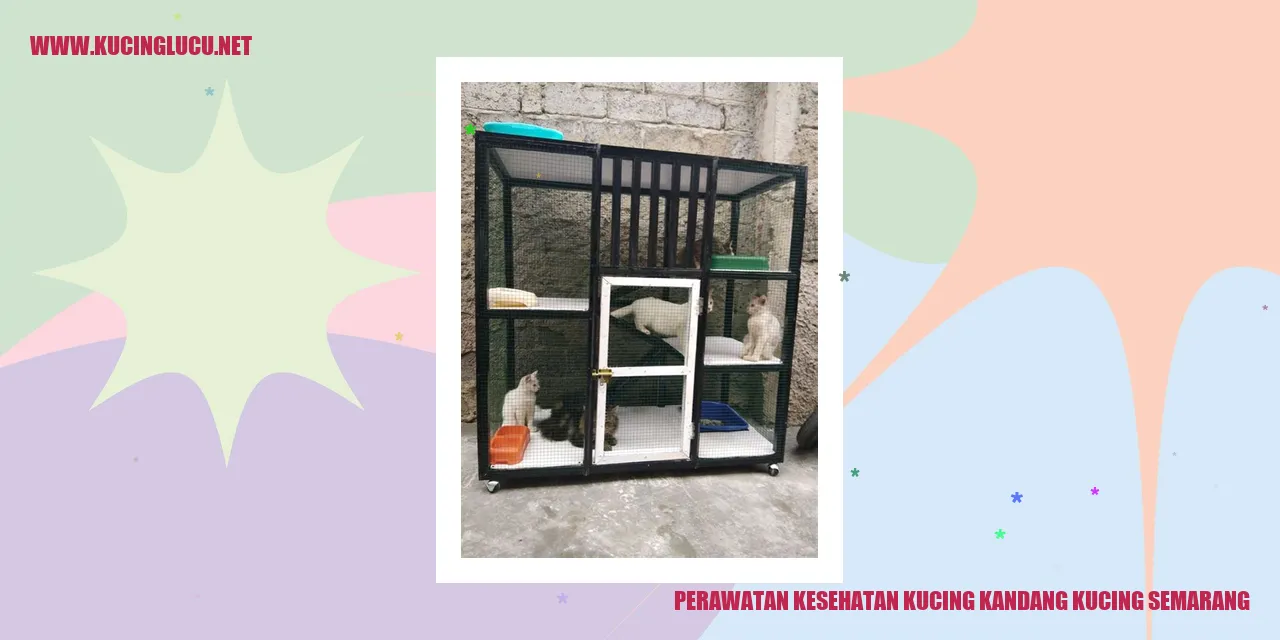 Perawatan Kesehatan Kucing di Kandang Kucing Semarang