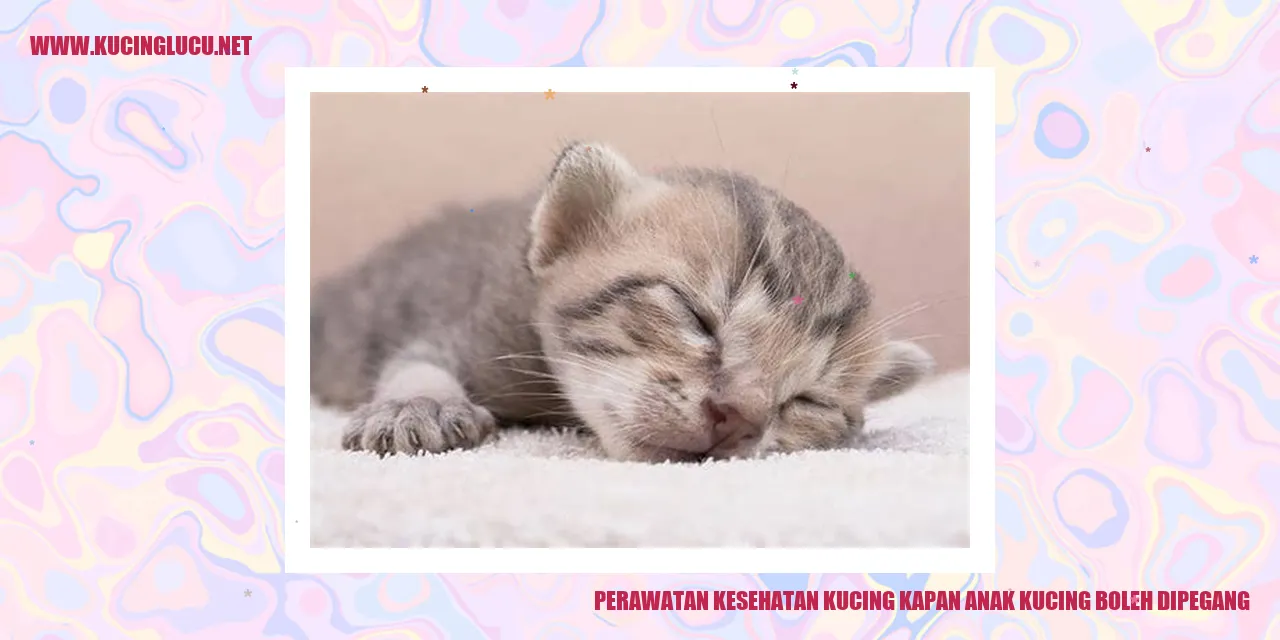 Gambar Anak Kucing