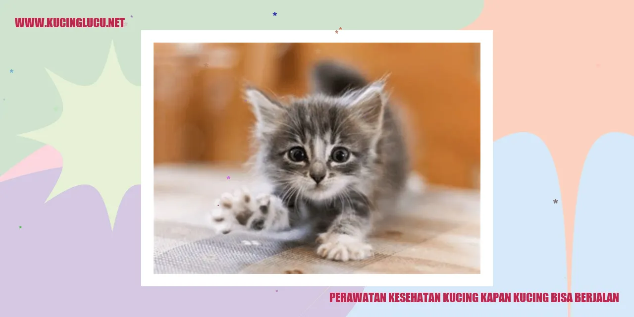 Perawatan Sehat Kucing