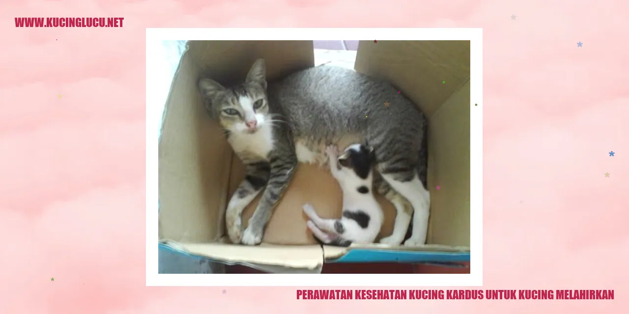 Perawatan Kesehatan Kucing kardus untuk kucing melahirkan