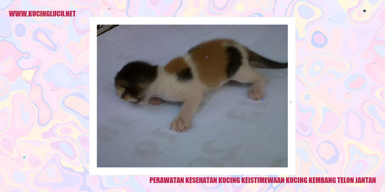 Perawatan Kesehatan Kucing Kembang Telon Jantan