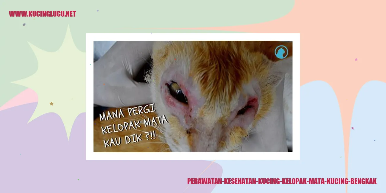 Pembengkakan Kelopak Mata Kucing