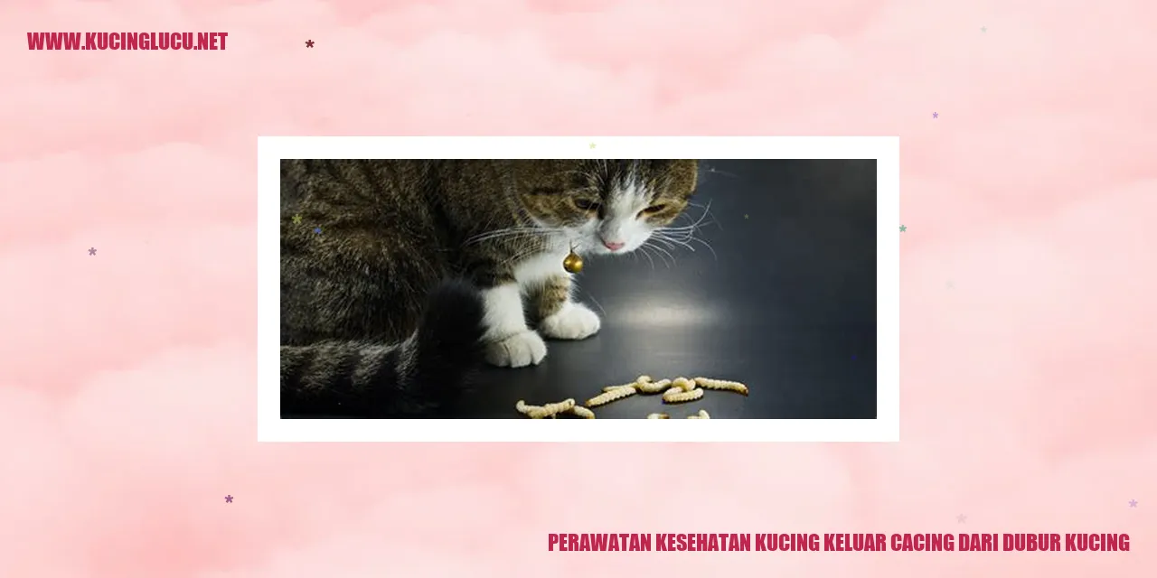 Perawatan Kesehatan Kucing keluar cacing dari dubur kucing