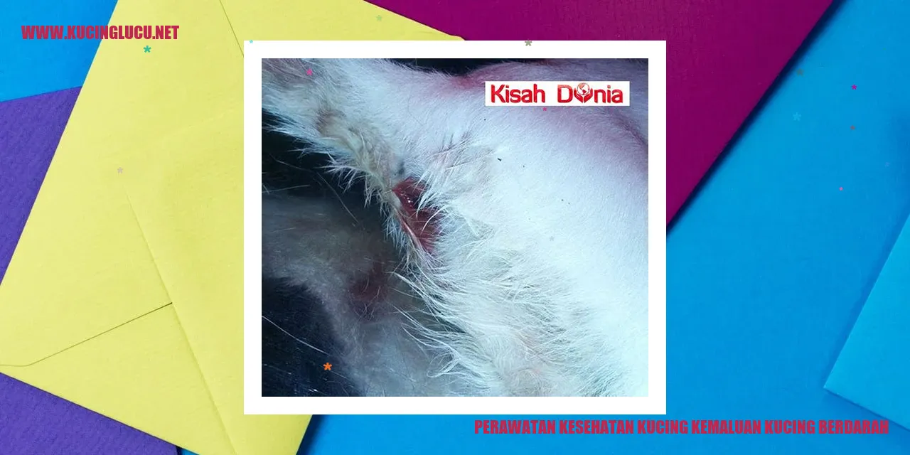 Perawatan Kesehatan Kucing Kemaluan Berdarah