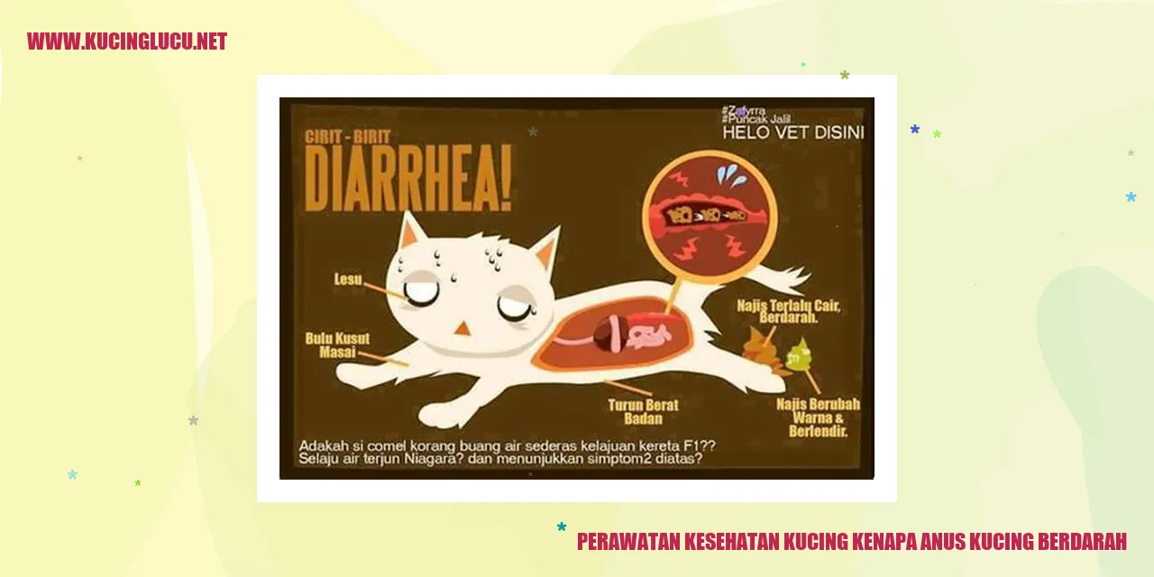 Gambar kucing dengan perdarahan di sekitar anus
