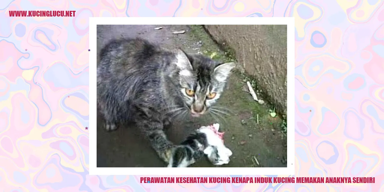 Induk kucing memakan anaknya sendiri
